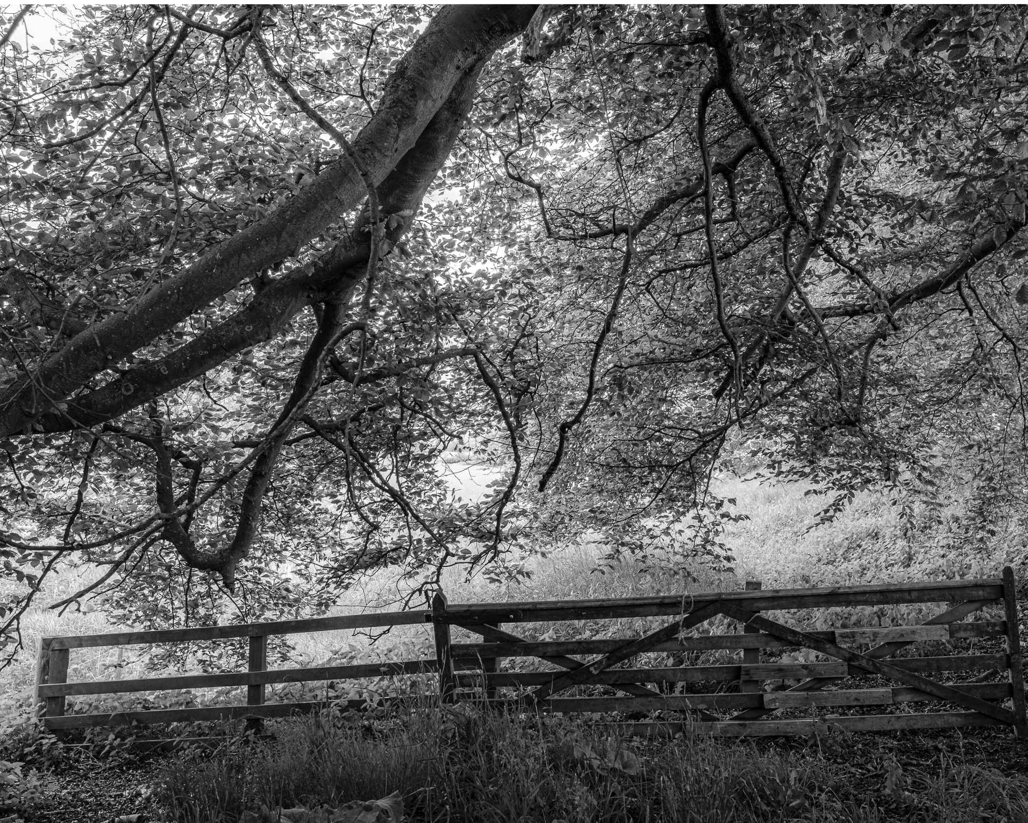 The Heron Wood Project